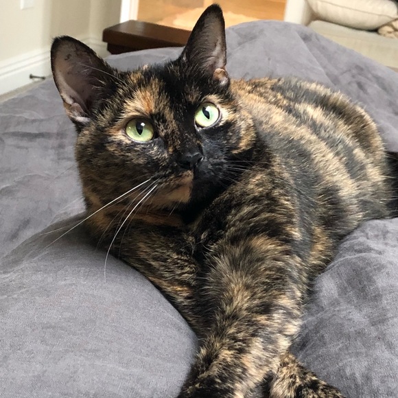 Meet your Posher, Catalina - Picture 5 of 6